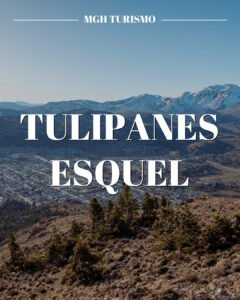 Tulipanes esquel
